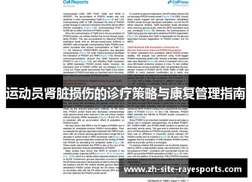 运动员肾脏损伤的诊疗策略与康复管理指南
